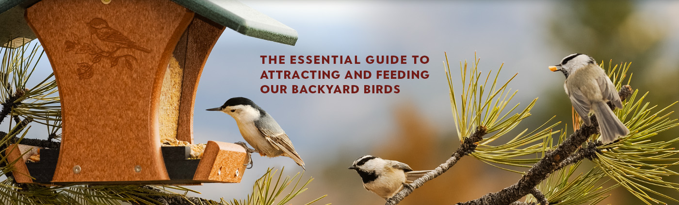 The Essential Guide to Attracting and Feeding our Backyard Birds
